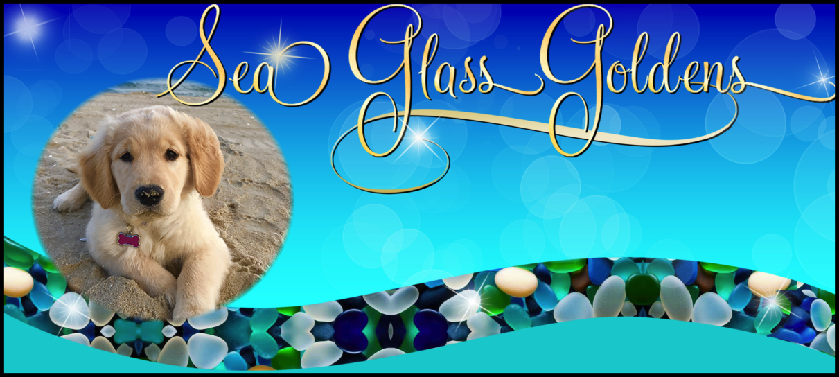 Sea Glass Goldens